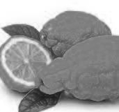 فاكهة الترنج: فاكهة قديمة بفوائد رائعة - ويب طب